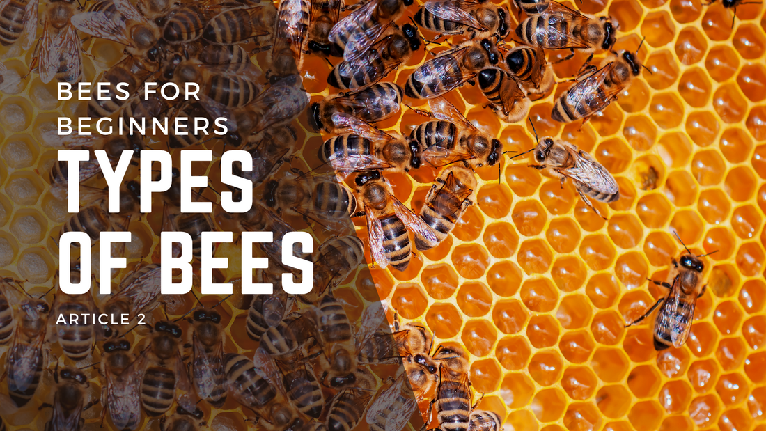 Bees & Their Traits - Bees4Beginners 2